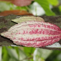 <i>Theobroma cacao</i>  L.